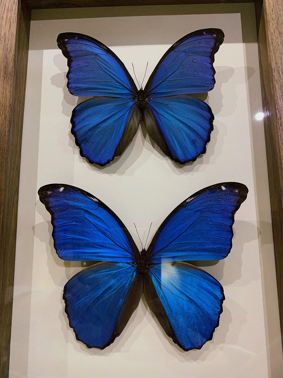 morpho menelaus):又名蓝摩尔福蝶,是蛱蝶科闪蝶属中最大的一个物种