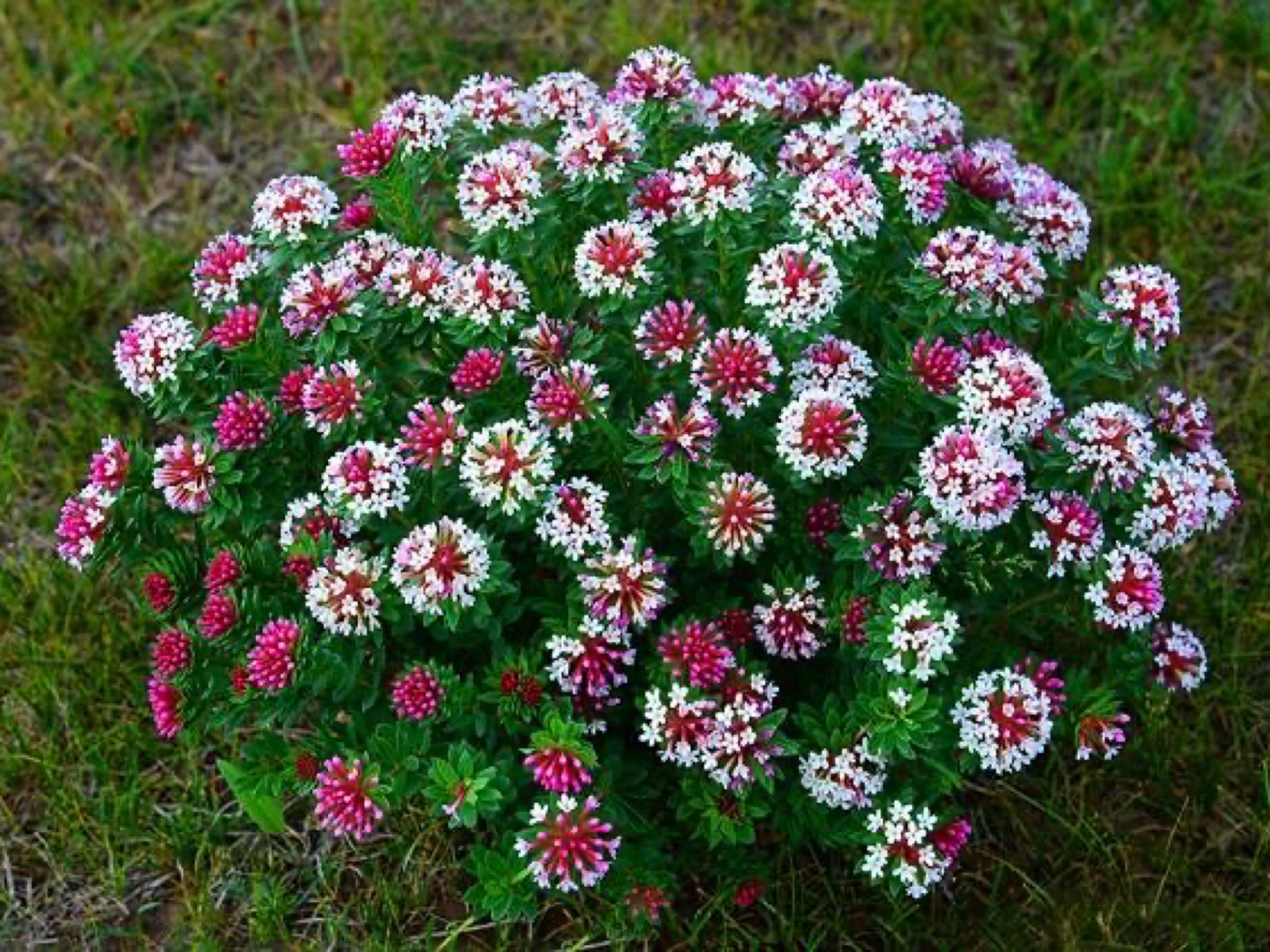 每日一花|狼毒花 狼毒花:别名续毒,川狼毒,猫儿眼根草等.