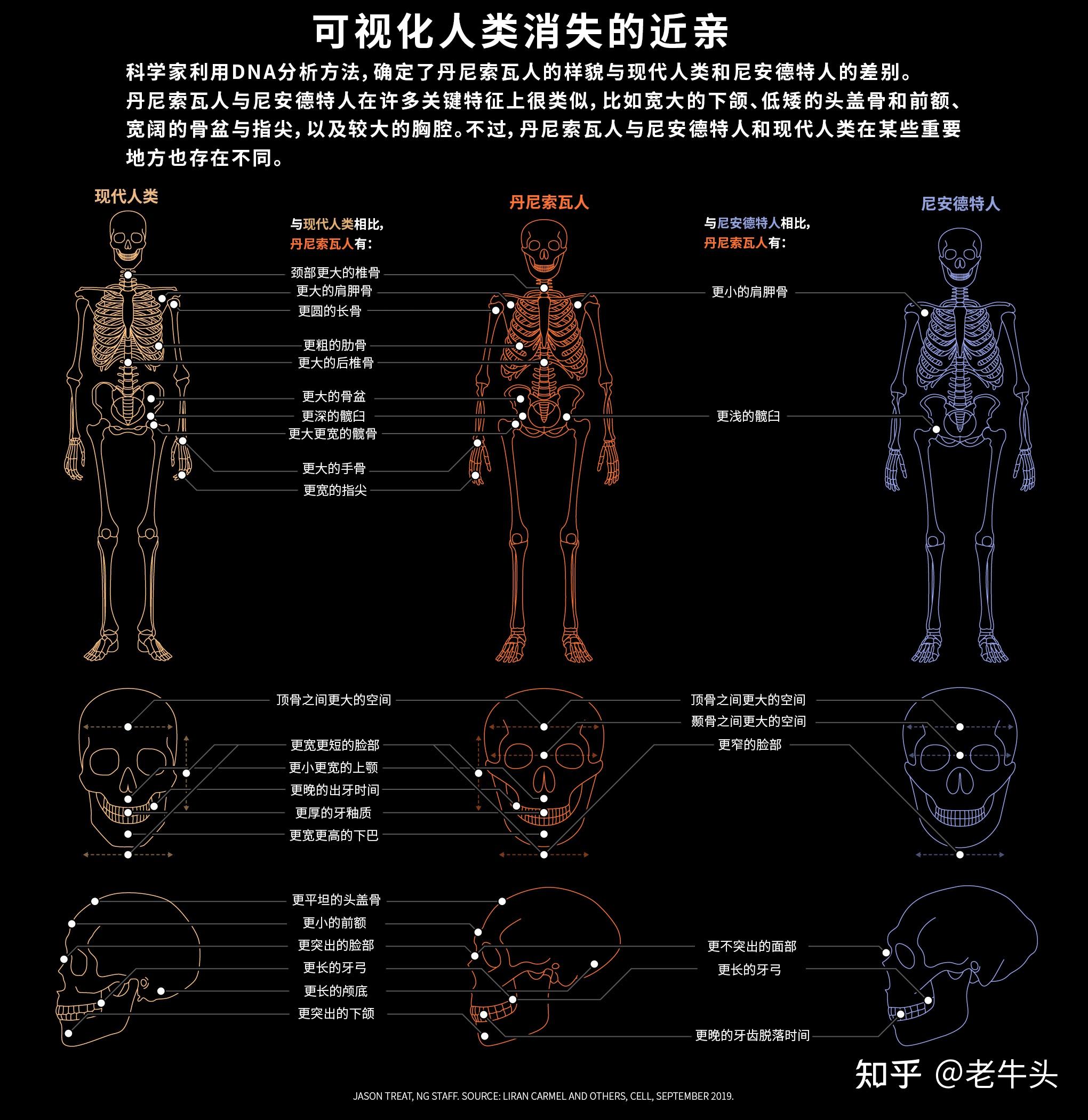 人和类人猿的根本区别图片