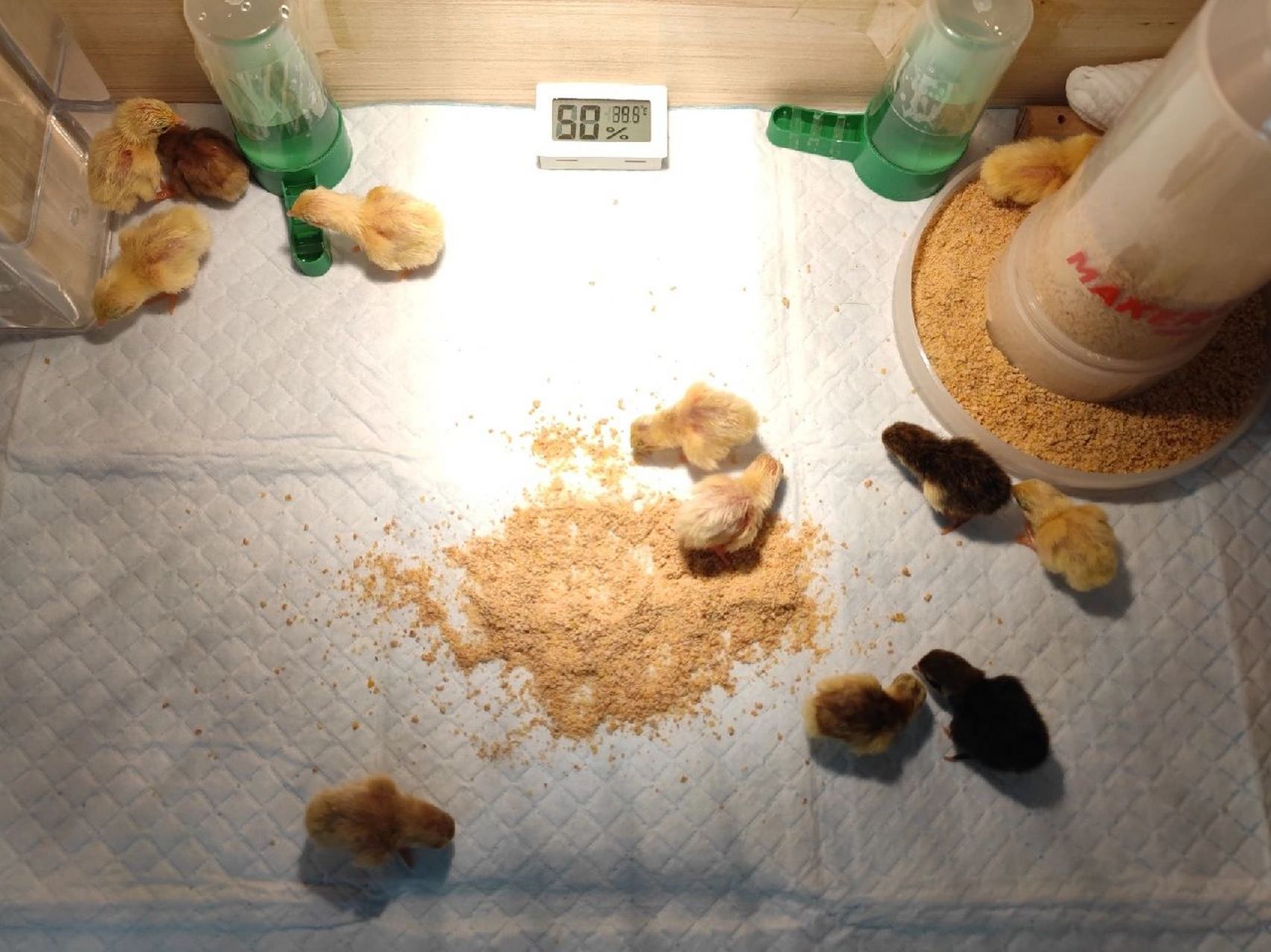 脱温(小鸡要二十天左右才能达到正常体温) 991～3天:37～38度  50w