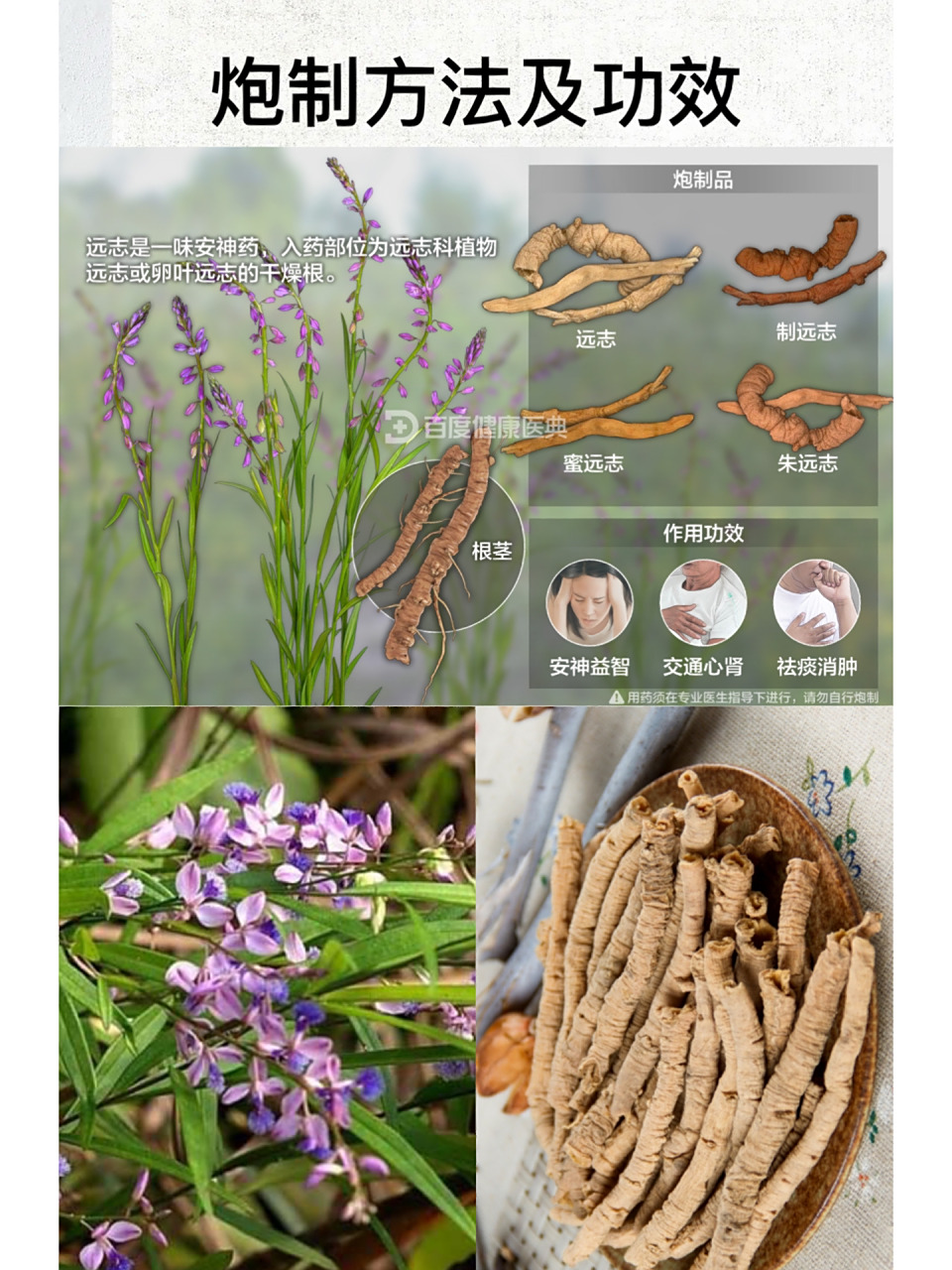 第24天:识《远志》 16615别名:苗名小草,细草,也叫棘菀,葽绕【时