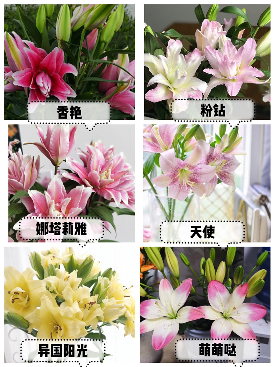 带你识花|重瓣百合品种大全3277种百合种类 90百合不仅仅只有单瓣