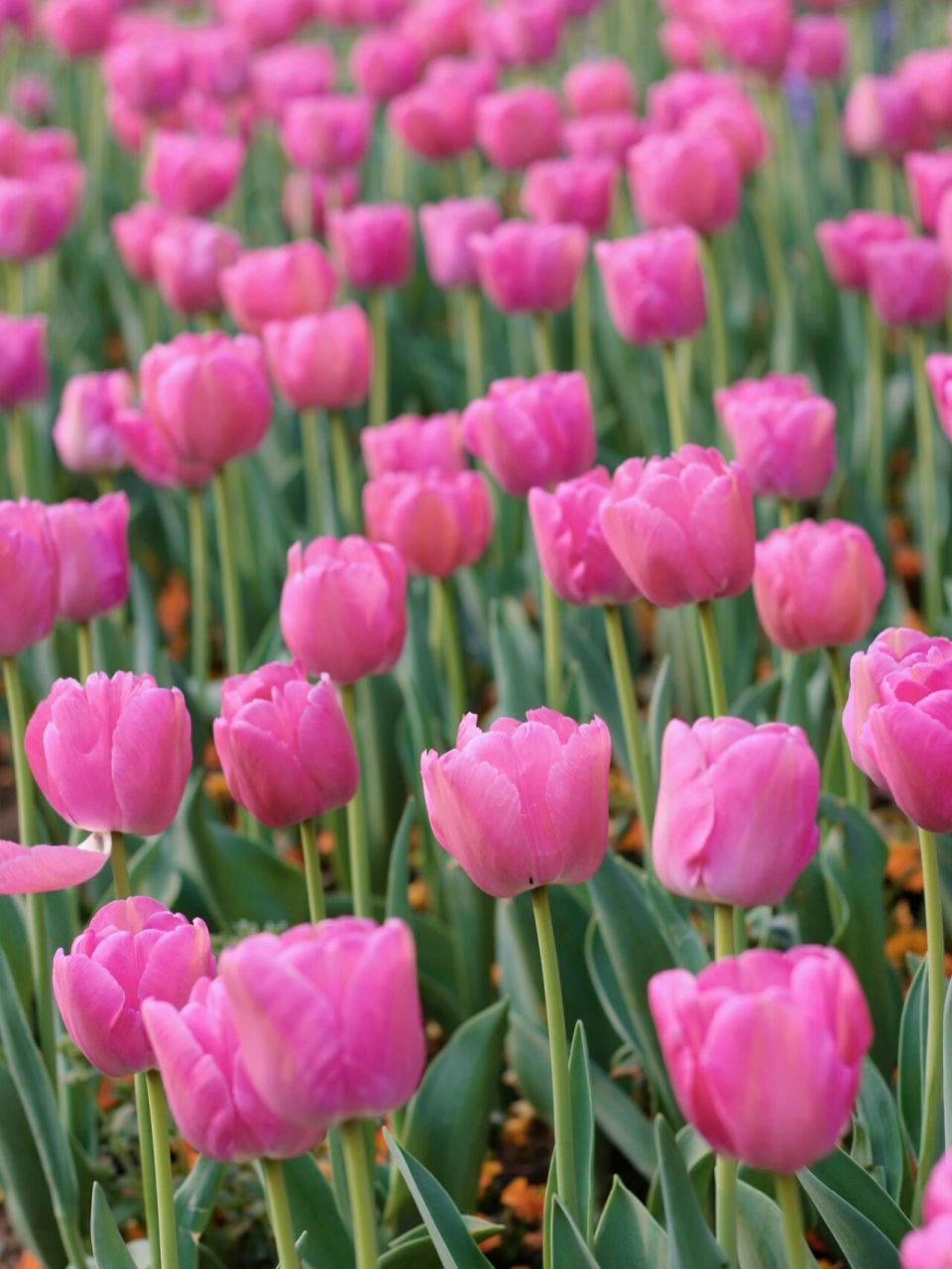 郁金香(百合科郁金香属草本植物) 土耳其,哈萨克斯坦,荷兰的国花.