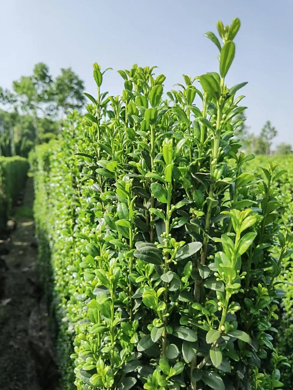 直立冬青绿篱种植图片