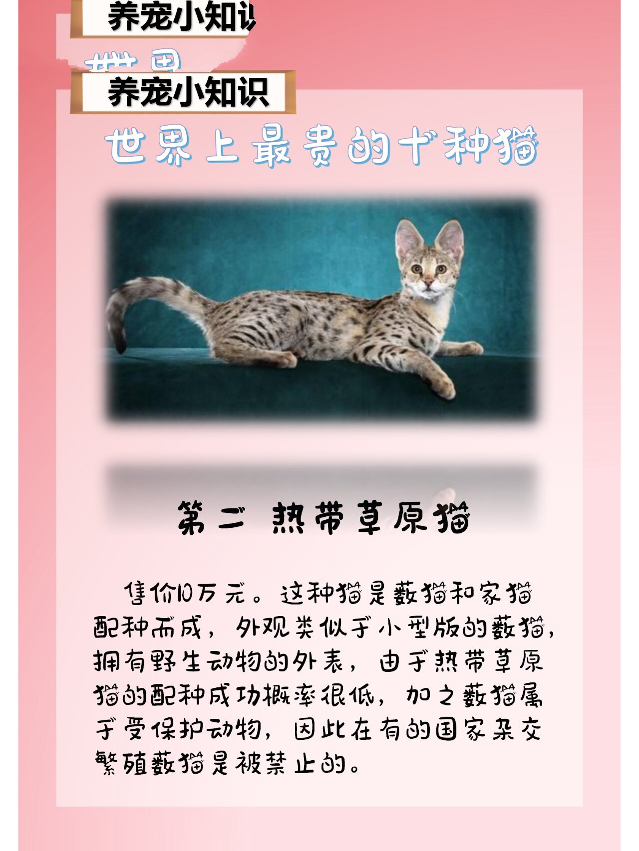 【豆宝小课堂】世界上最贵的十种猫 猫咪是目前最受欢迎的宠物之一,它
