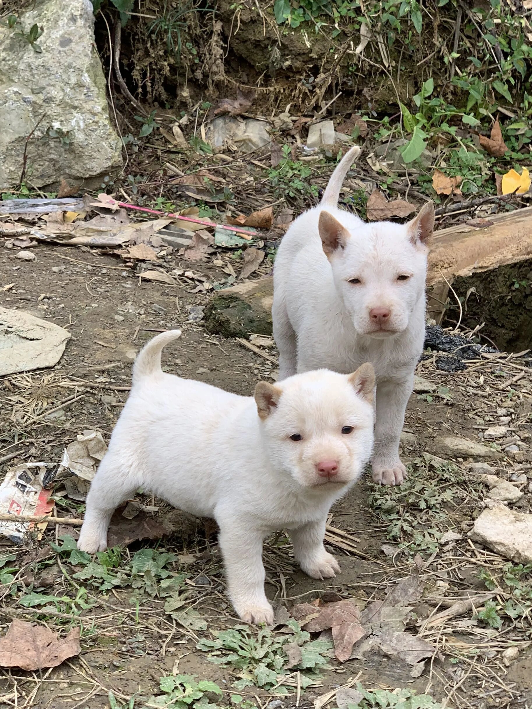 狗狗介绍--下司犬