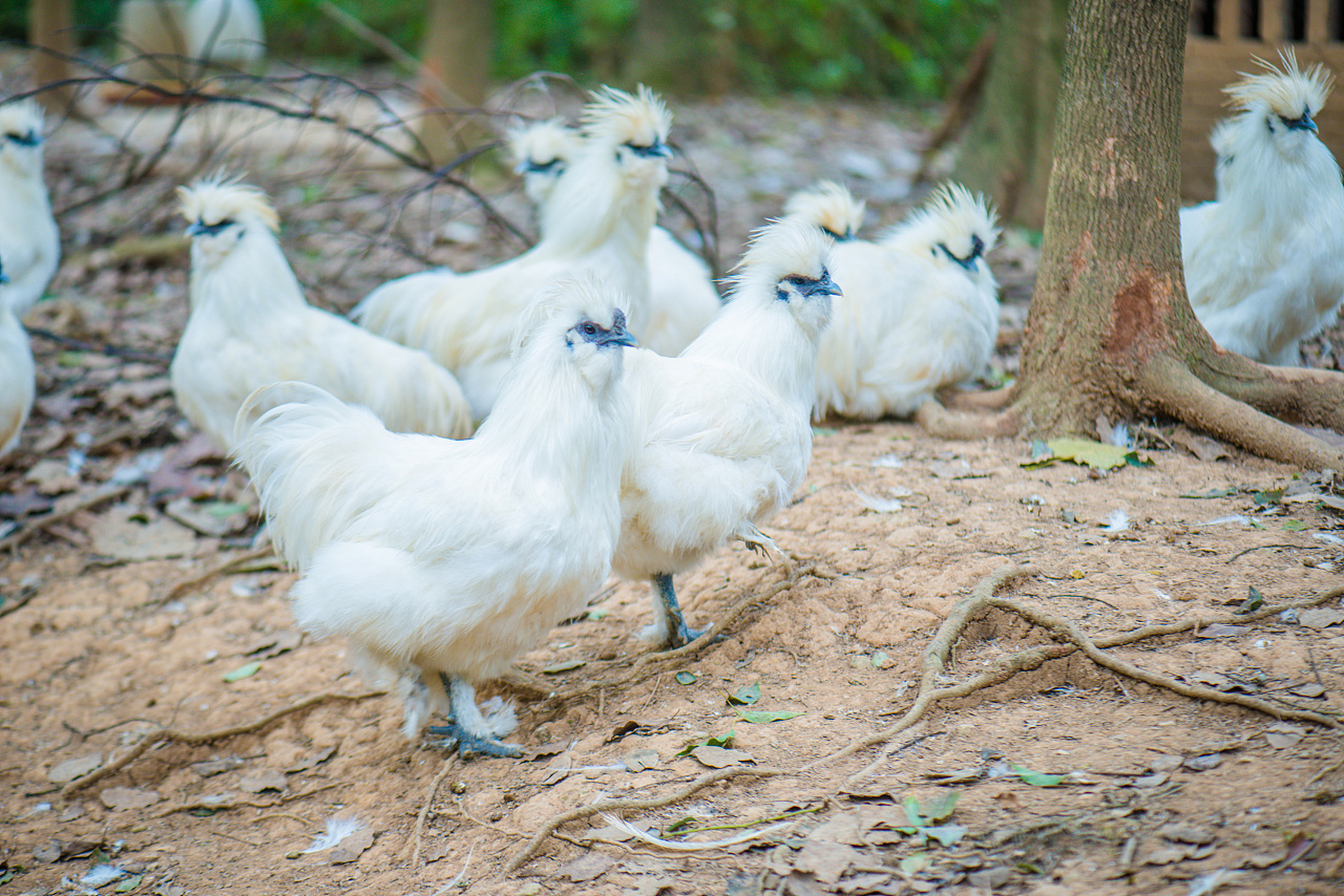 江西省特产 - 泰和乌鸡 泰和乌鸡入药有益肾养阴,壮阳补气之功能,并能