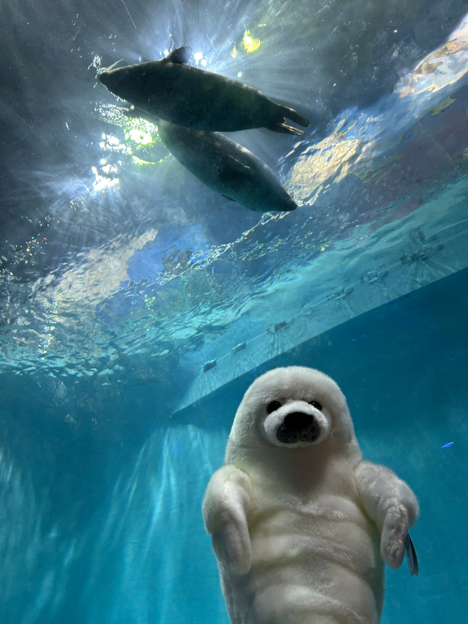 哈尔滨极地馆卖的海豹宝宝可爱到爆炸 虽然小贵 但是真的忍不住剁手