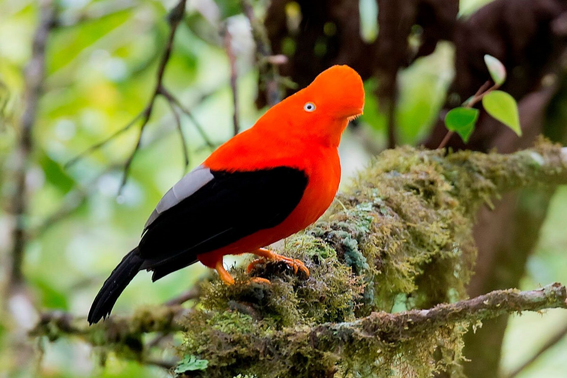 头顶红色毛茸茸小扇子的安第斯动冠伞鸟 亚马逊雨林中有一种头顶一把