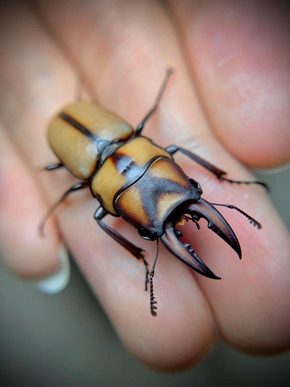 小夹子们～ 鸡冠和y纹锯[害羞]#昆虫# #甲虫# #锹甲