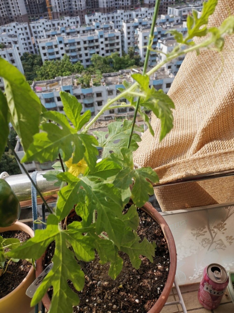 西瓜成长日记 西瓜苗种下两个月左右开花了,期待结出果子