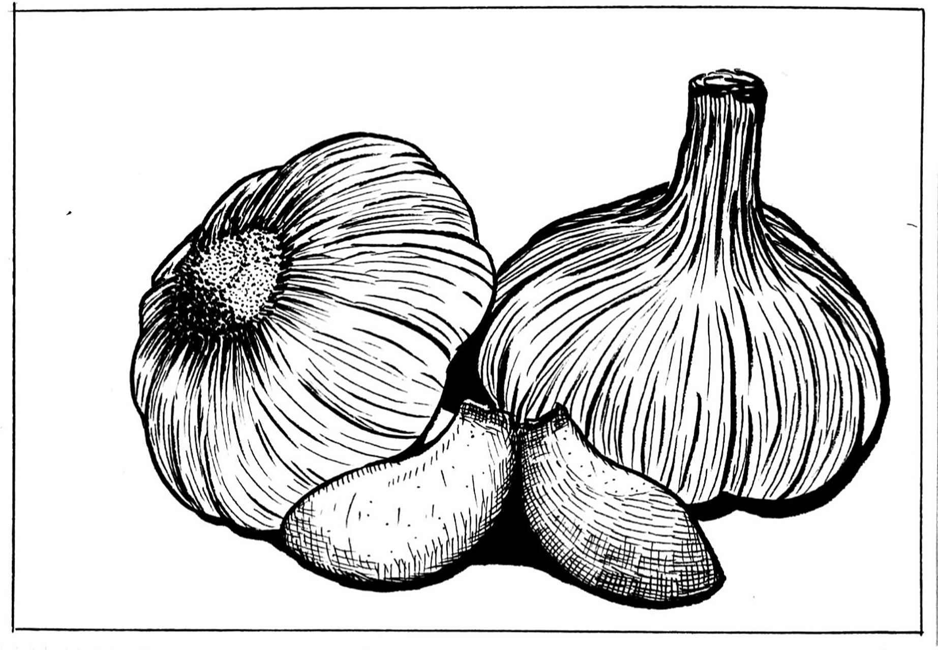 大蒜写生#大蒜线描画#蔬菜写生#创意美术 《大蒜写生》 适合年龄:8岁