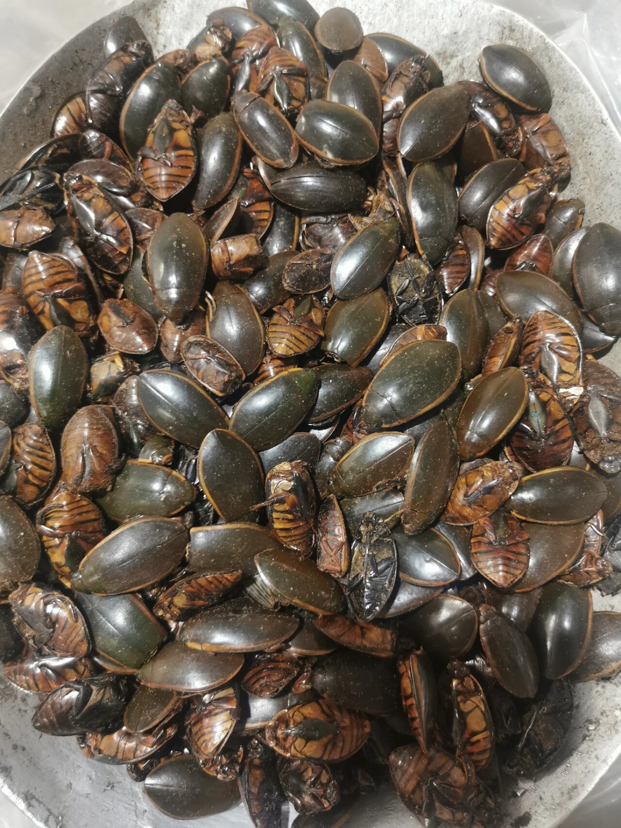 关注我学习中药养生知识——龙虱