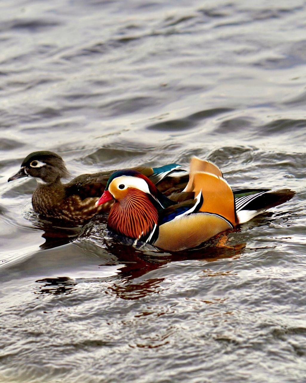 鸳鸯双栖蝶双飞,温哥华的鸳鸯戏水 mandarin duck(鸳鸯),两情相悦的