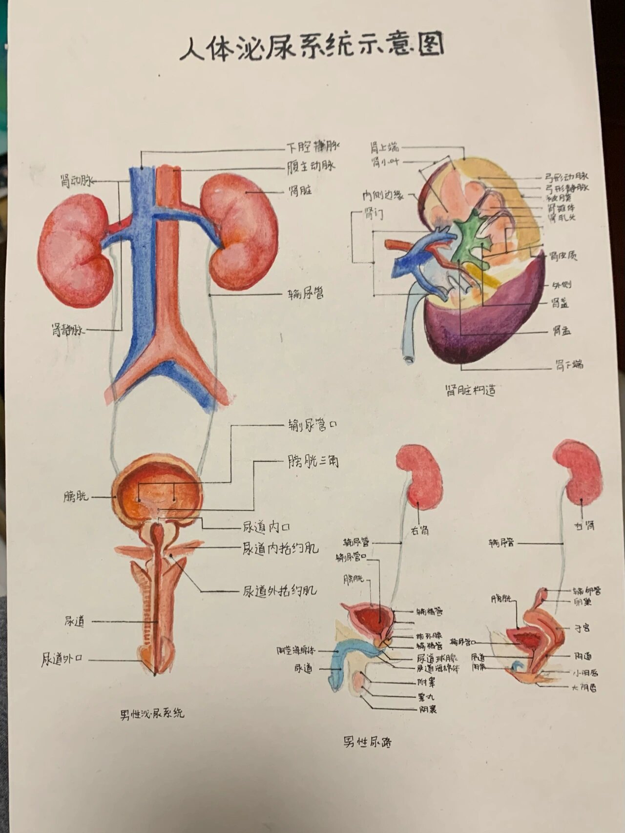 人体器官怎么画简单的图片