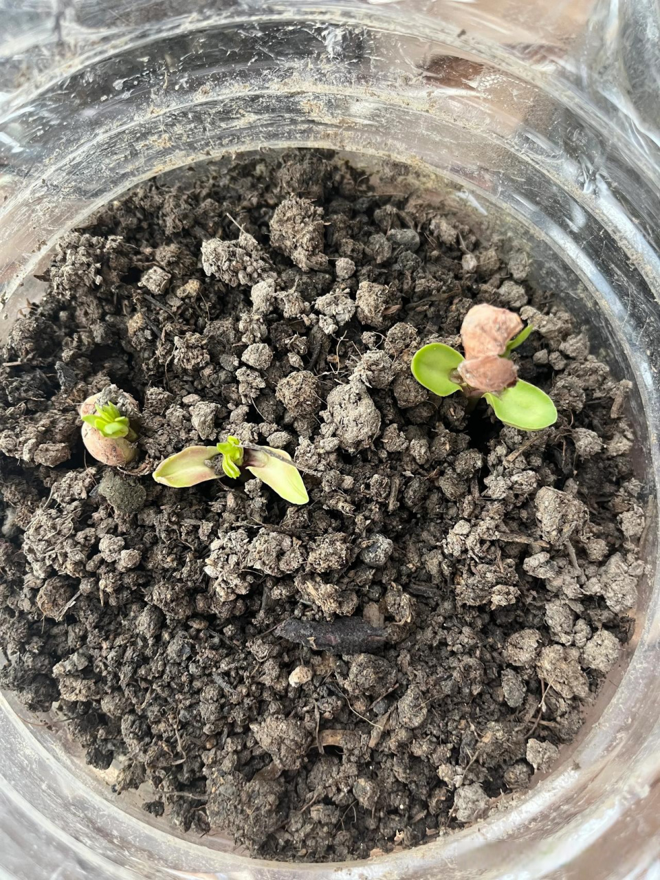 最近一直不顺,我跟儿子轮流发烧咳嗽,去年疫情刚放开