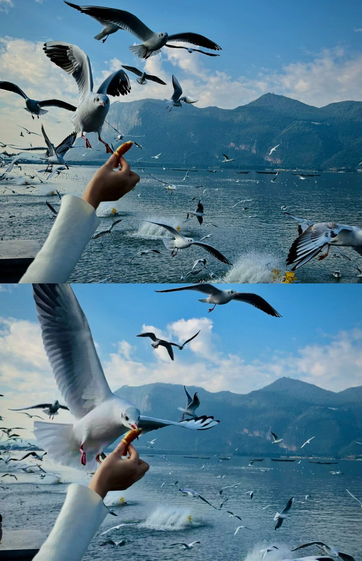 特别是在昆明滇池海埂大坝附近,聚集了大量的红嘴海鸥,是冬天去昆明