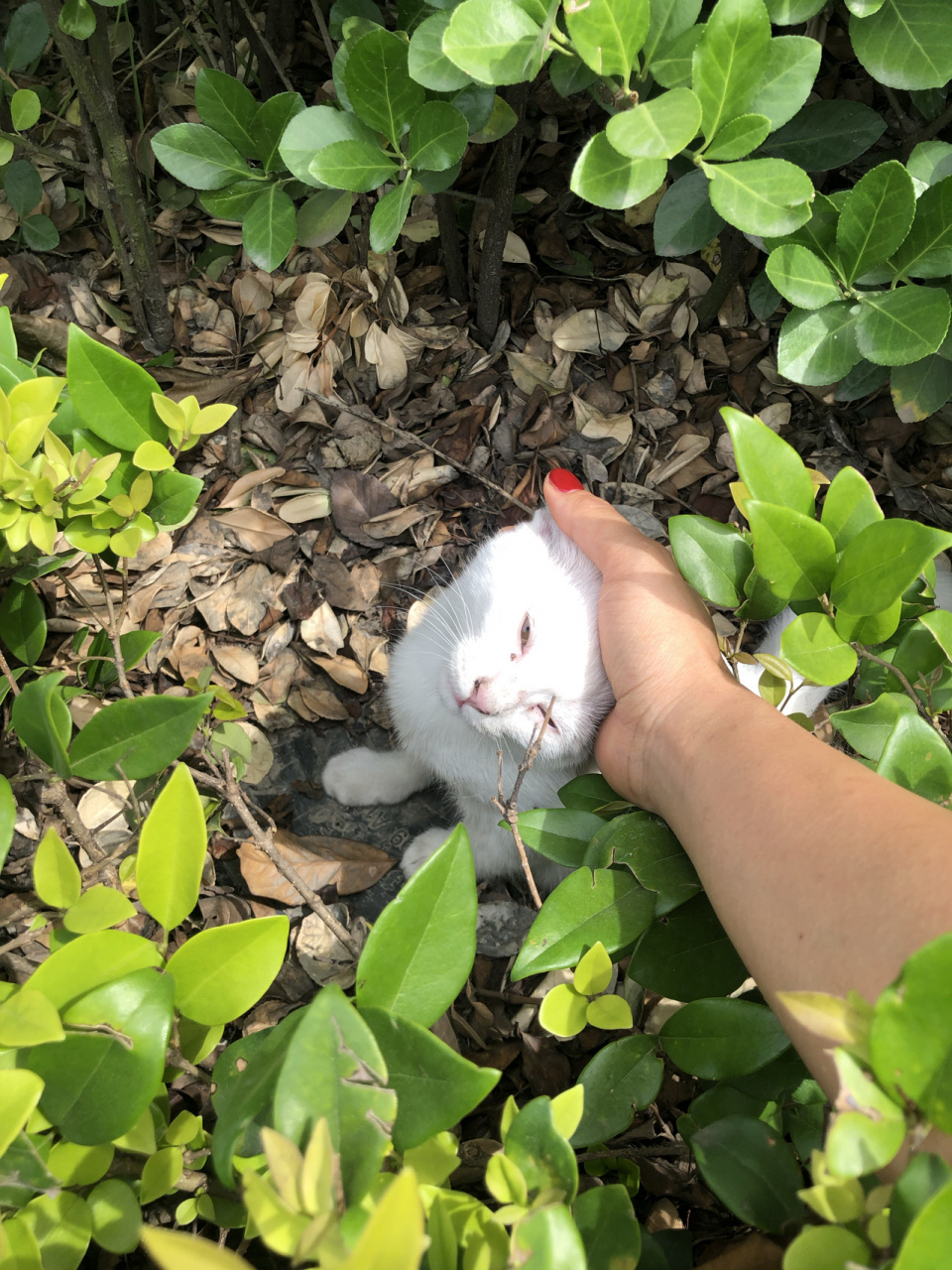 我们小区大概有2.30只野猫,也有好心人去喂养它们,今天在小区散 ..