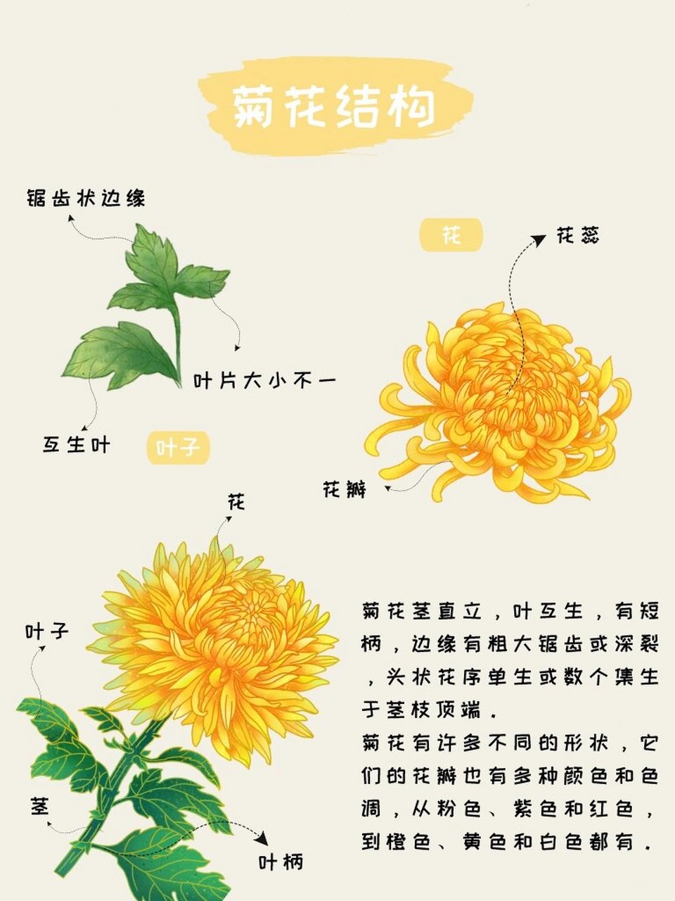 菊花结构图生物图图片