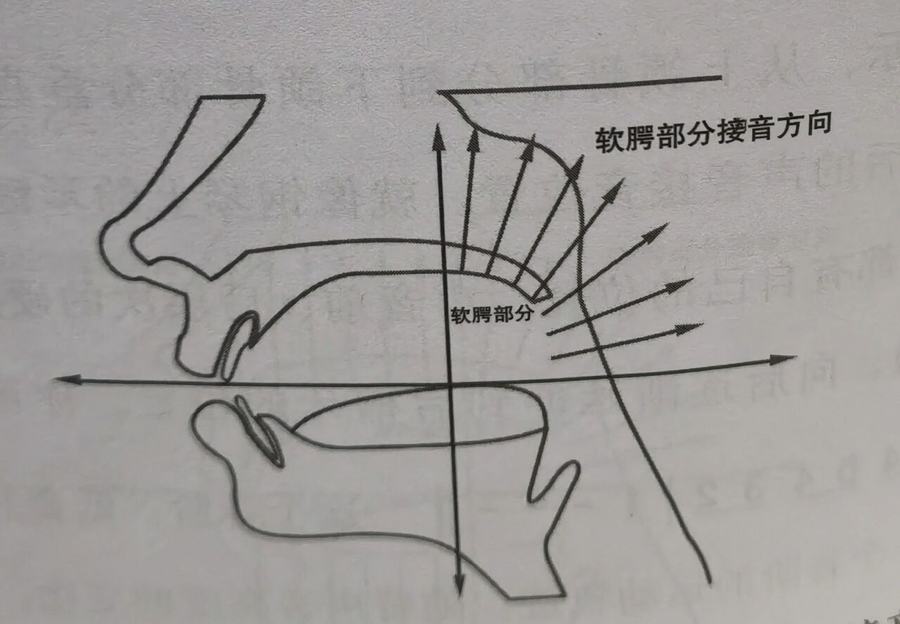 硬腭软腭你真的了解吗?