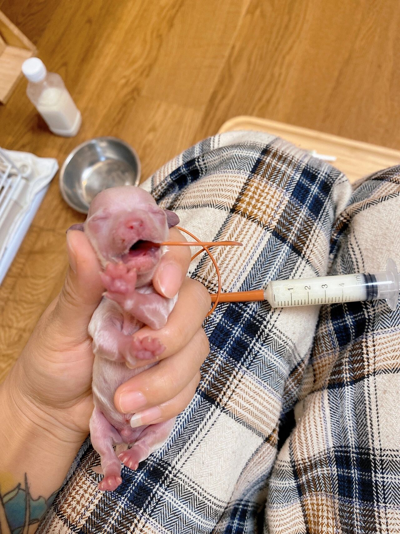 茶杯犬人工喂养方法 繁殖茶杯犬有十三年了,对于茶杯犬的养殖有点小