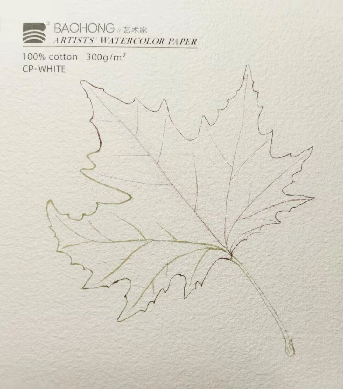 水彩丨梧桐叶 今天画一片简单的叶子