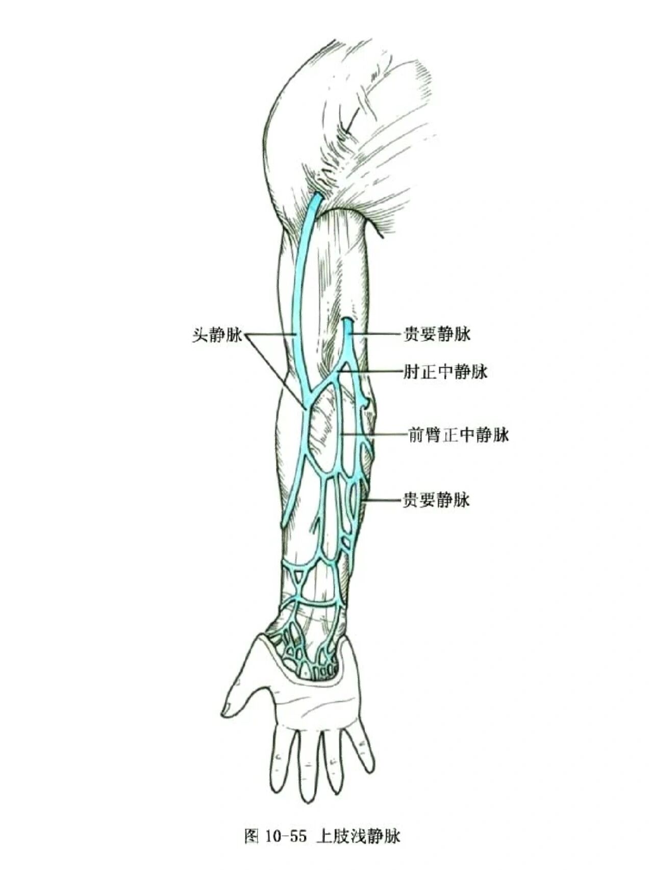 静脉血管走形分布图
