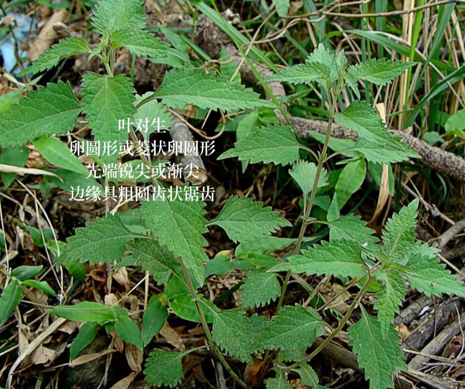 夏日里采一种名叫"冬凌草"的山间草药,做成"冬凌茶"喝到四季又轮回