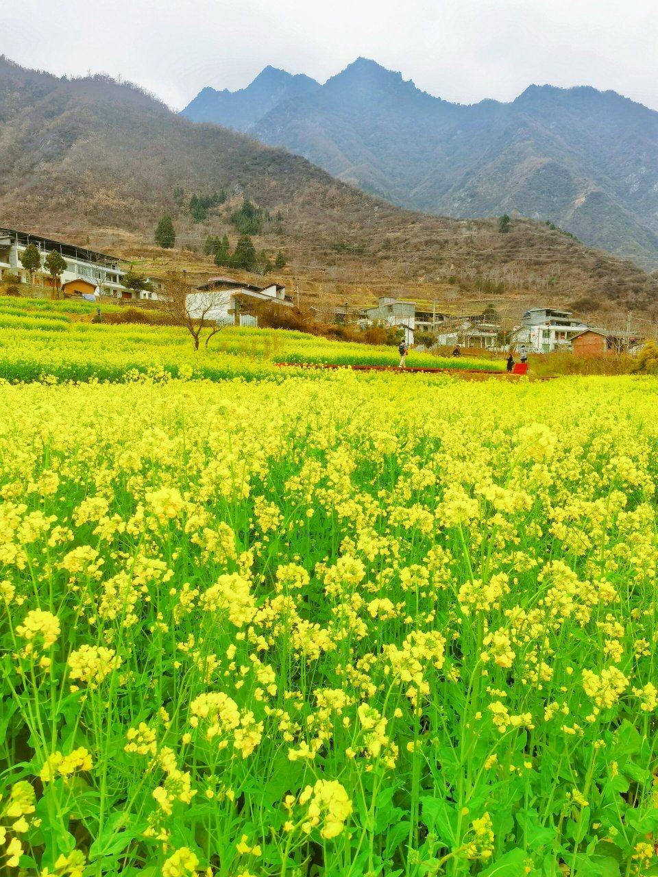 陇南市市花图片