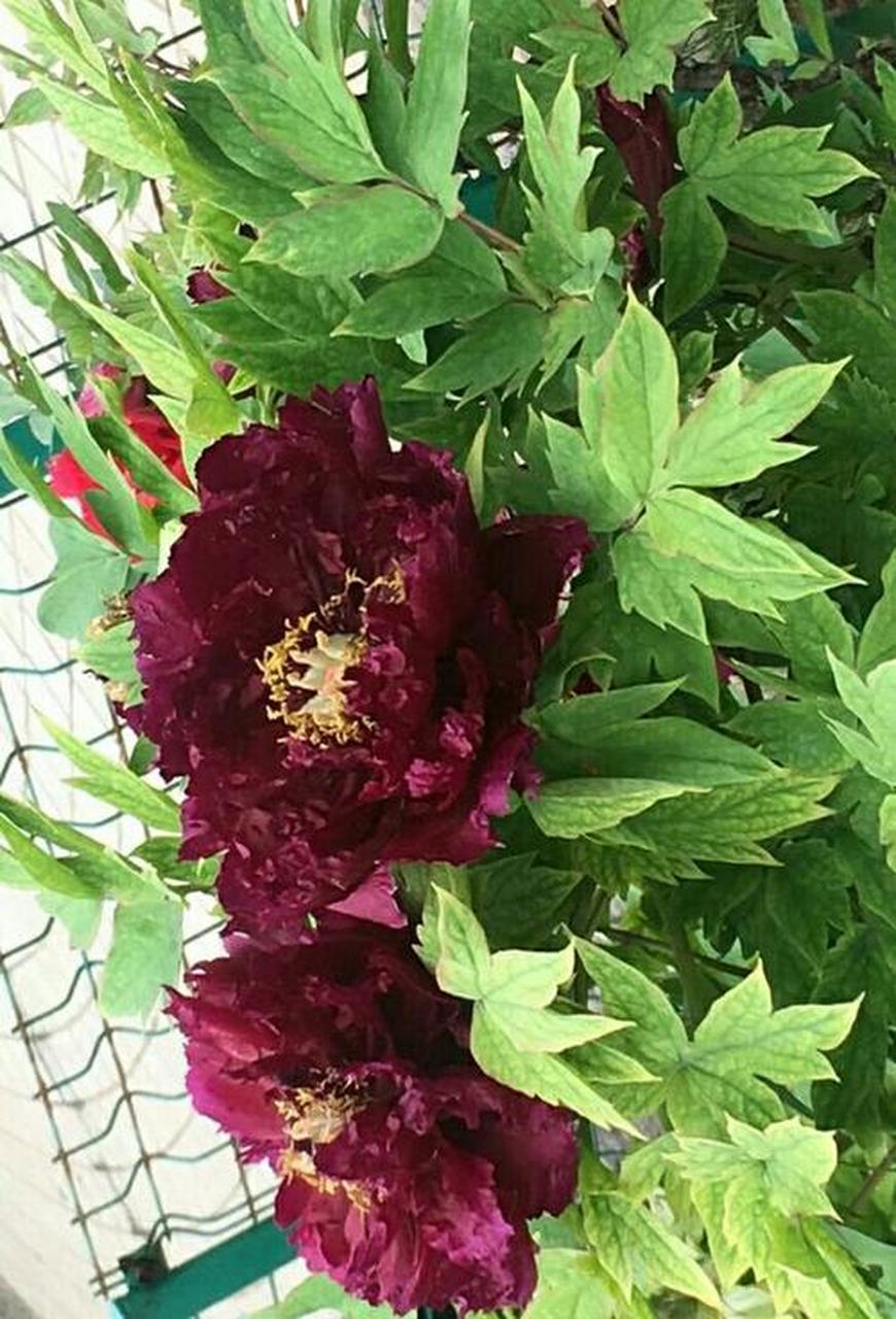 花中极品黑牡丹.