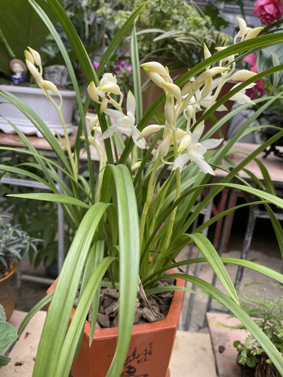 江湖白花三剑客之无尘(白花建兰) 建兰(学名:cymbidium ensifolium (l