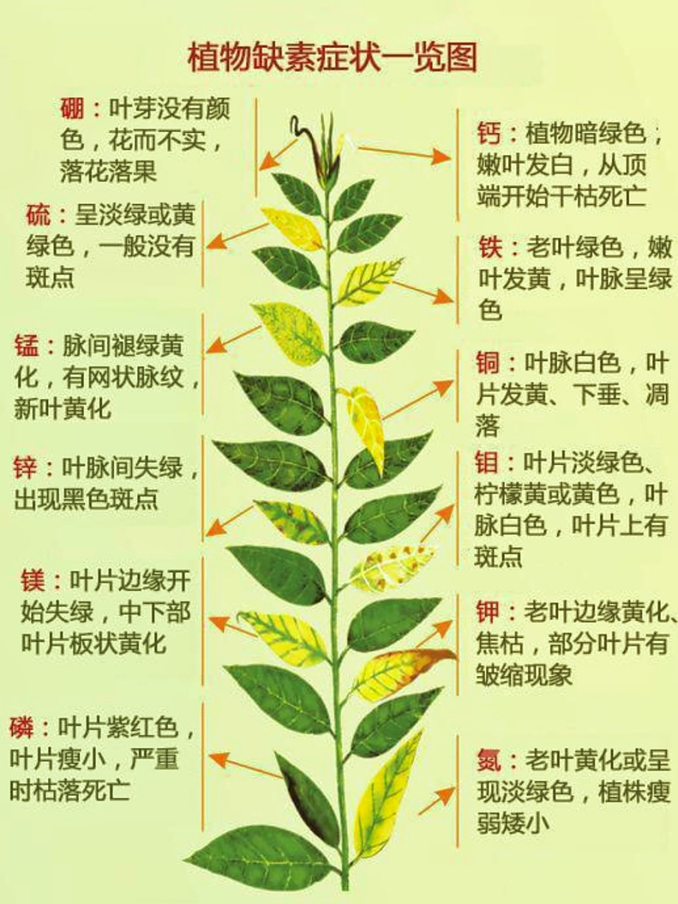 阳台种菜之植物微量元素缺乏表现一览图 上午跟学农的同学请教了一些