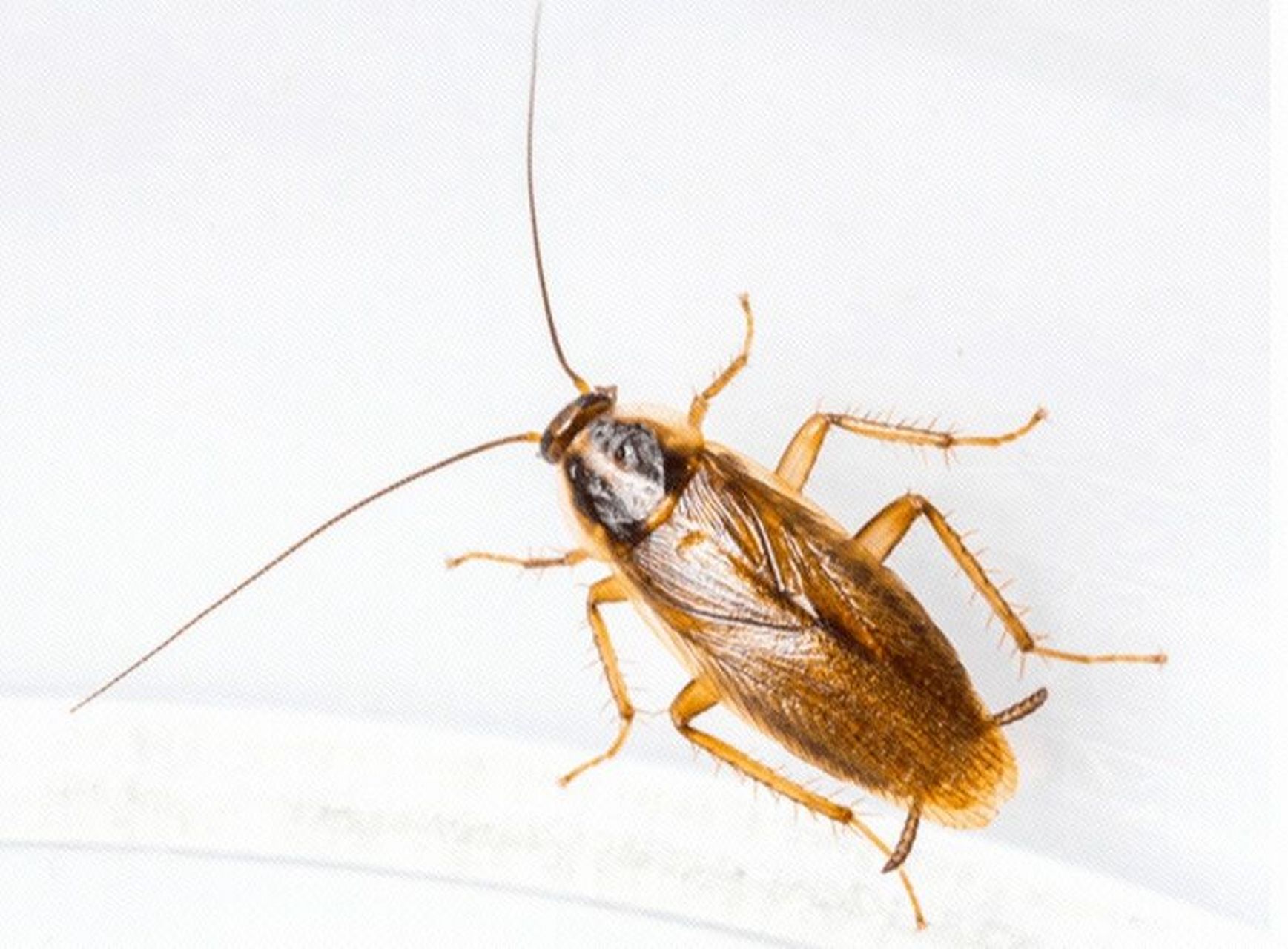 德国小蠊怎么消灭最彻底 德国小蟑螂(德国小蠊)是蟑螂种类中体型最小