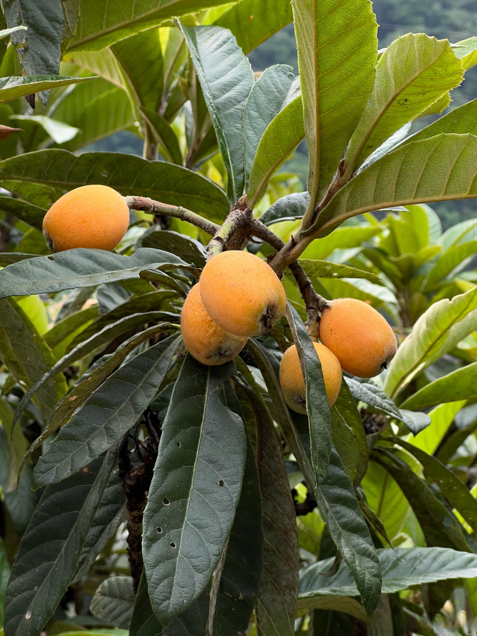 来歙县前,知道这里的枇杷有名,尤其是"三潭枇杷"更是国家地理标志,到