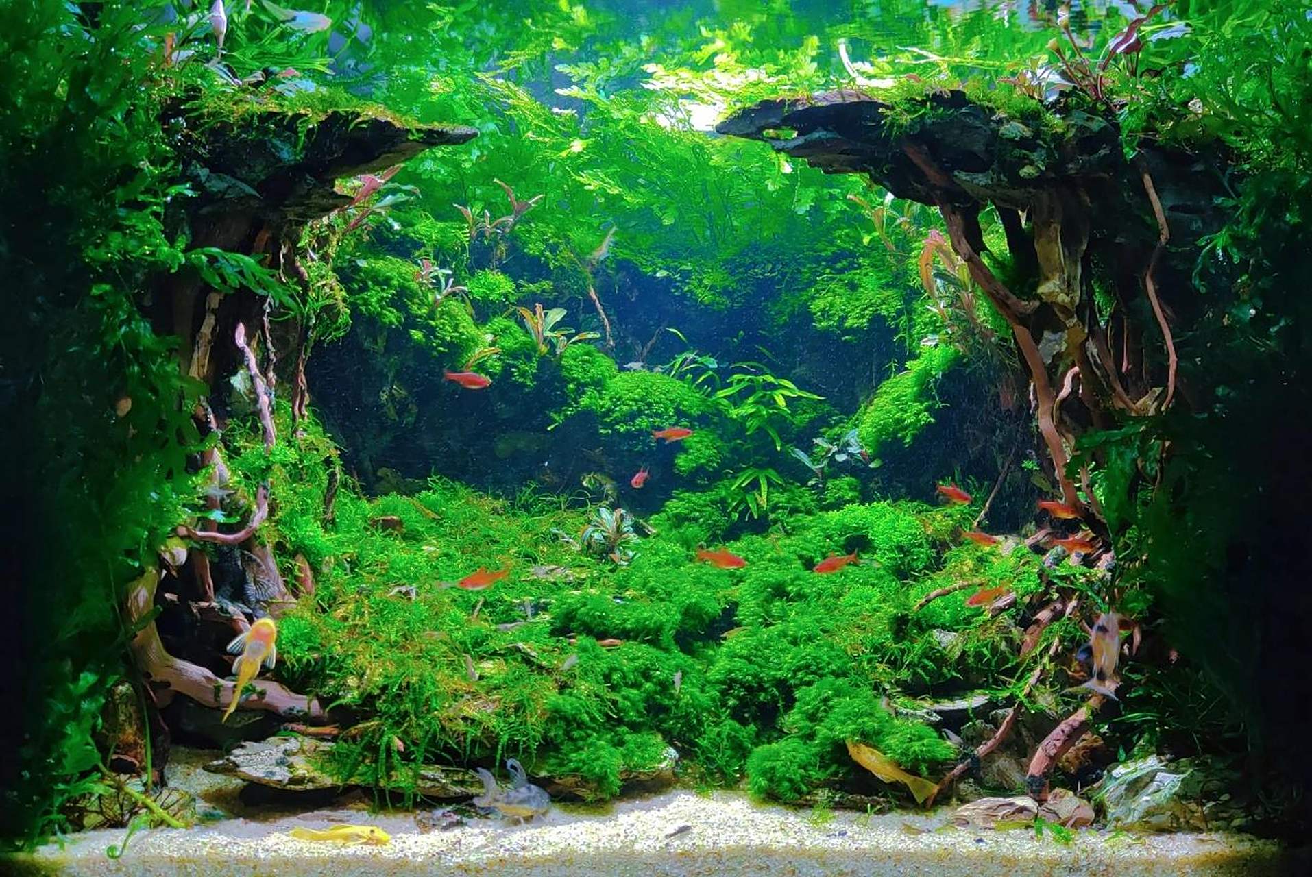 森林水草鱼缸造景教程～ 时隔一年森林水草缸终于长成自己喜欢的模样