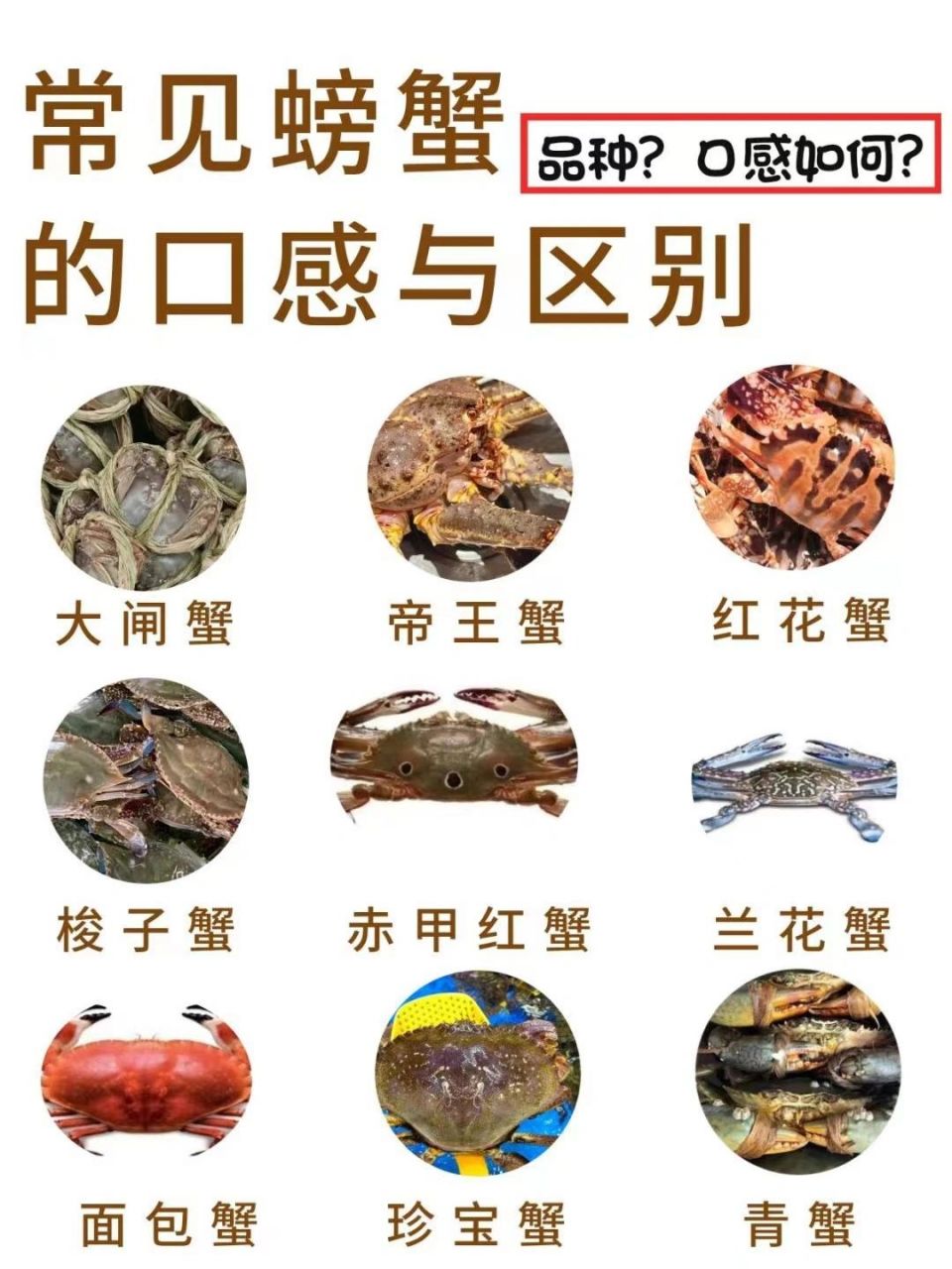 螃蟹的品种和图片介绍图片