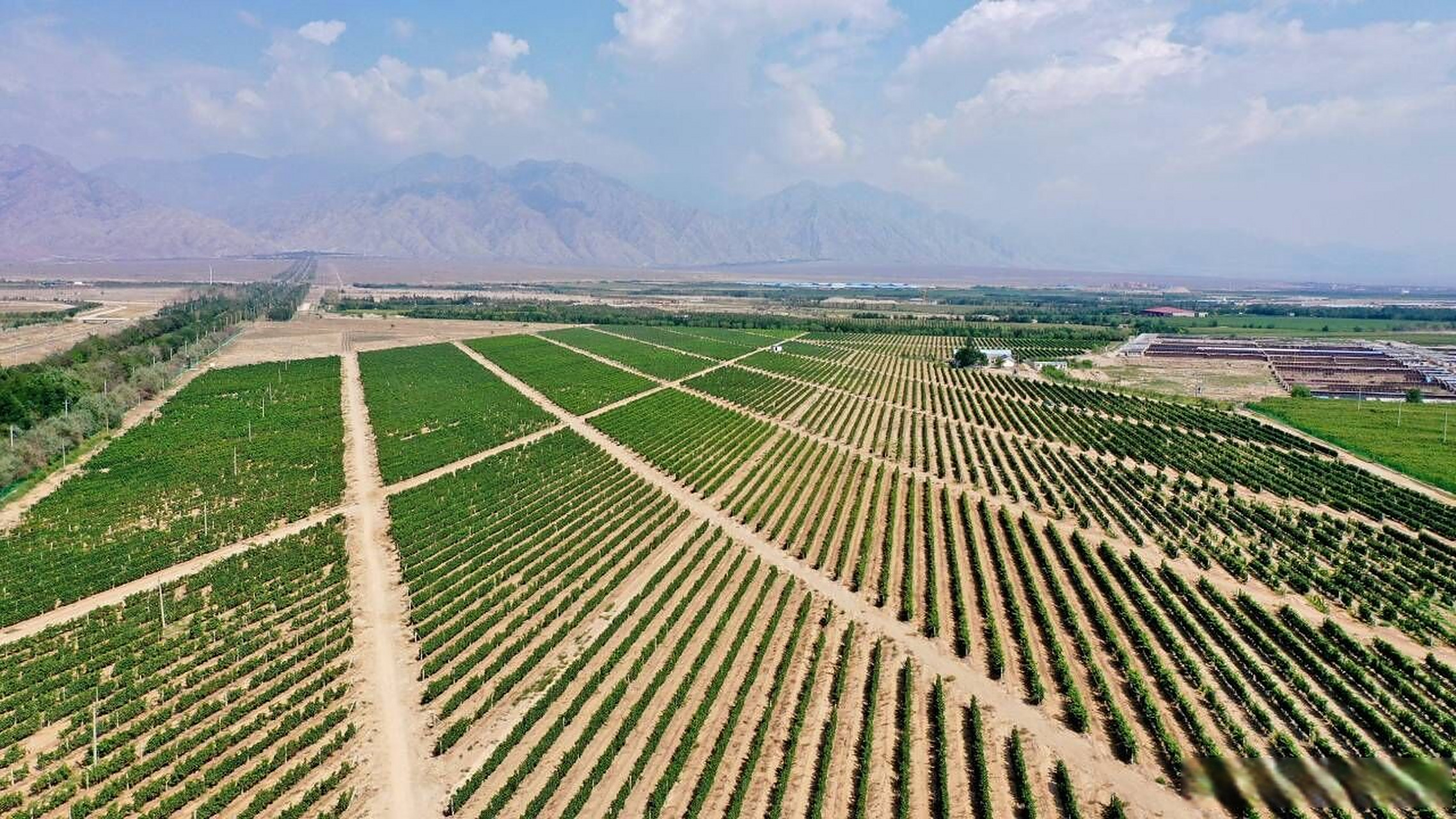 【贺兰山东麓酿酒葡萄进入成熟期】8月10日,在西夏区镇北堡镇卓德酒庄