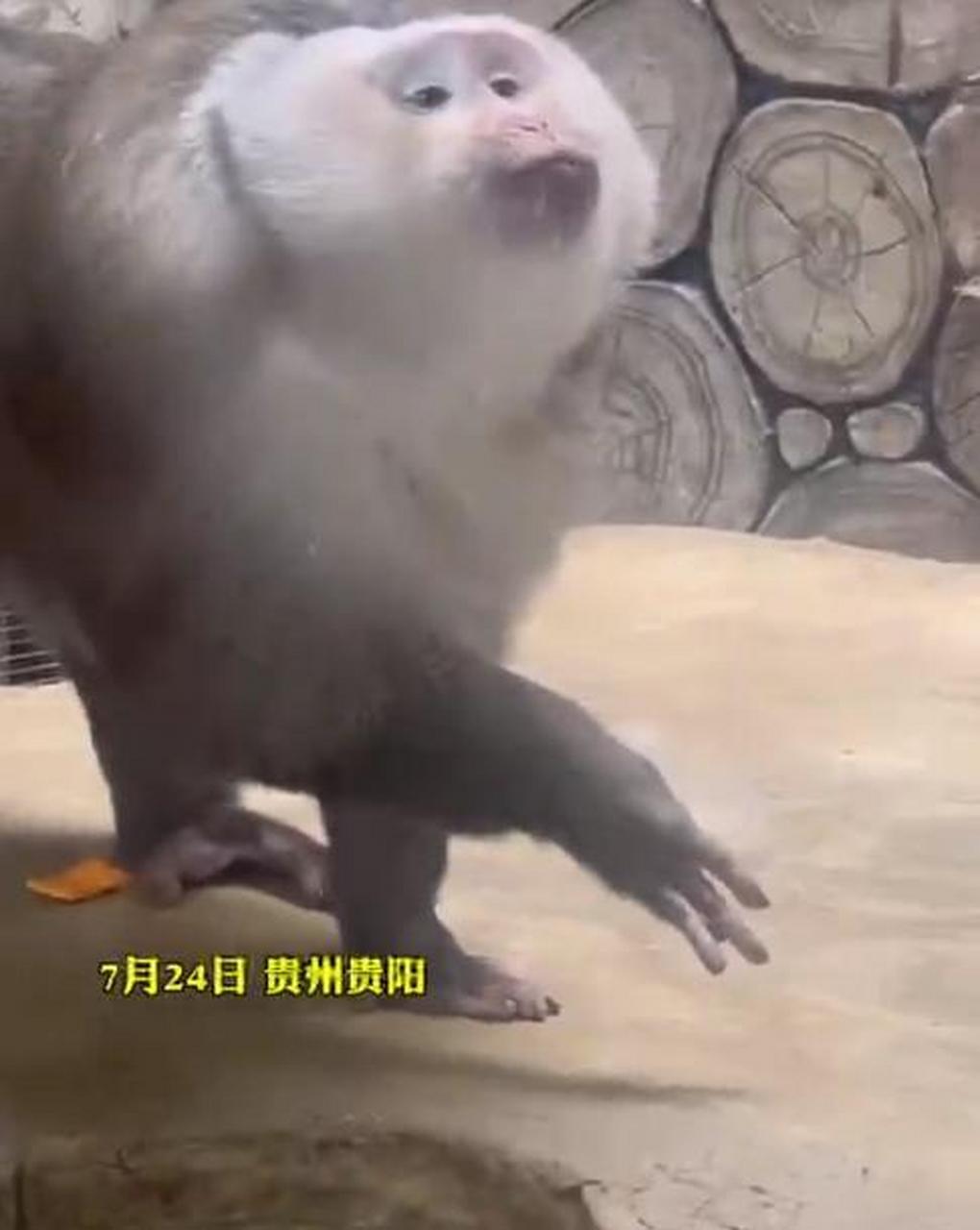 贵州,动物园里一只猴子对着游客摆pose,一脸傲娇,各种凹造型,眼神动作