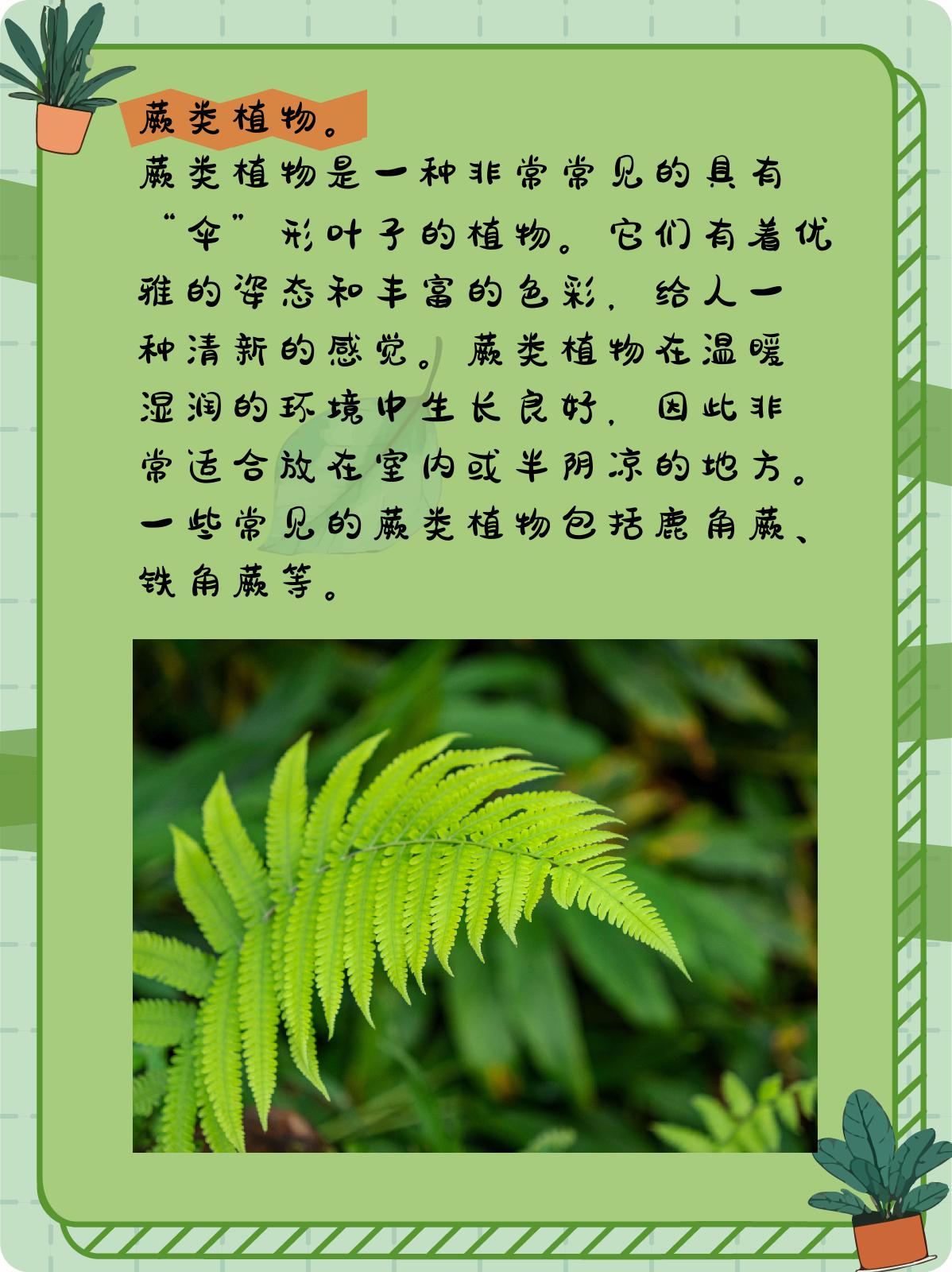 叶子像伞的植物图片