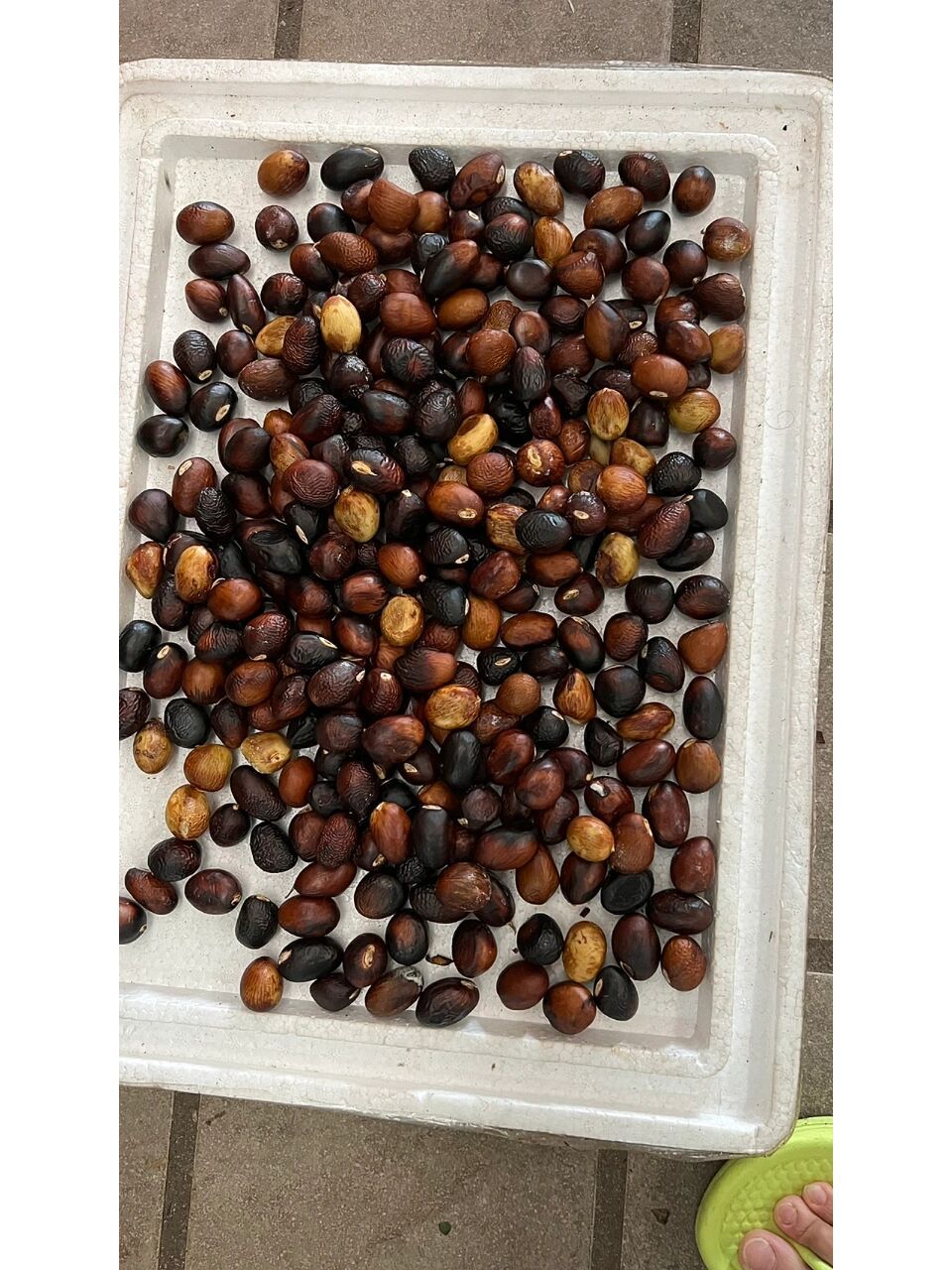 南方广东独有的水果之一,富贵子 富贵子,广东独有的一种水果,用来煲汤