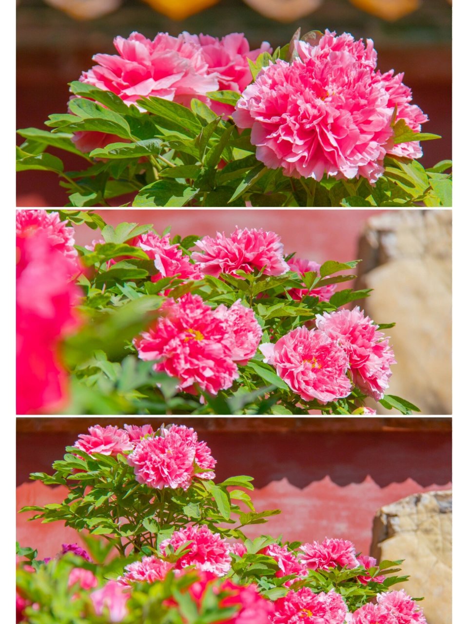 故宫|御花园牡丹第三辑 拍摄于2023年4月16日 万紫千红,争奇斗艳.