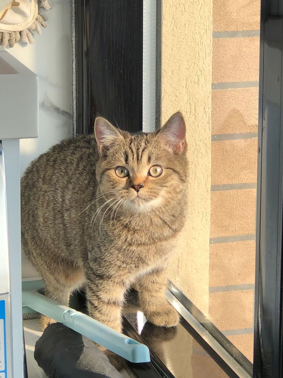 请各位姨姨们给我取名字啦～ 我是一只3个月大的小英短金虎斑哦虽然