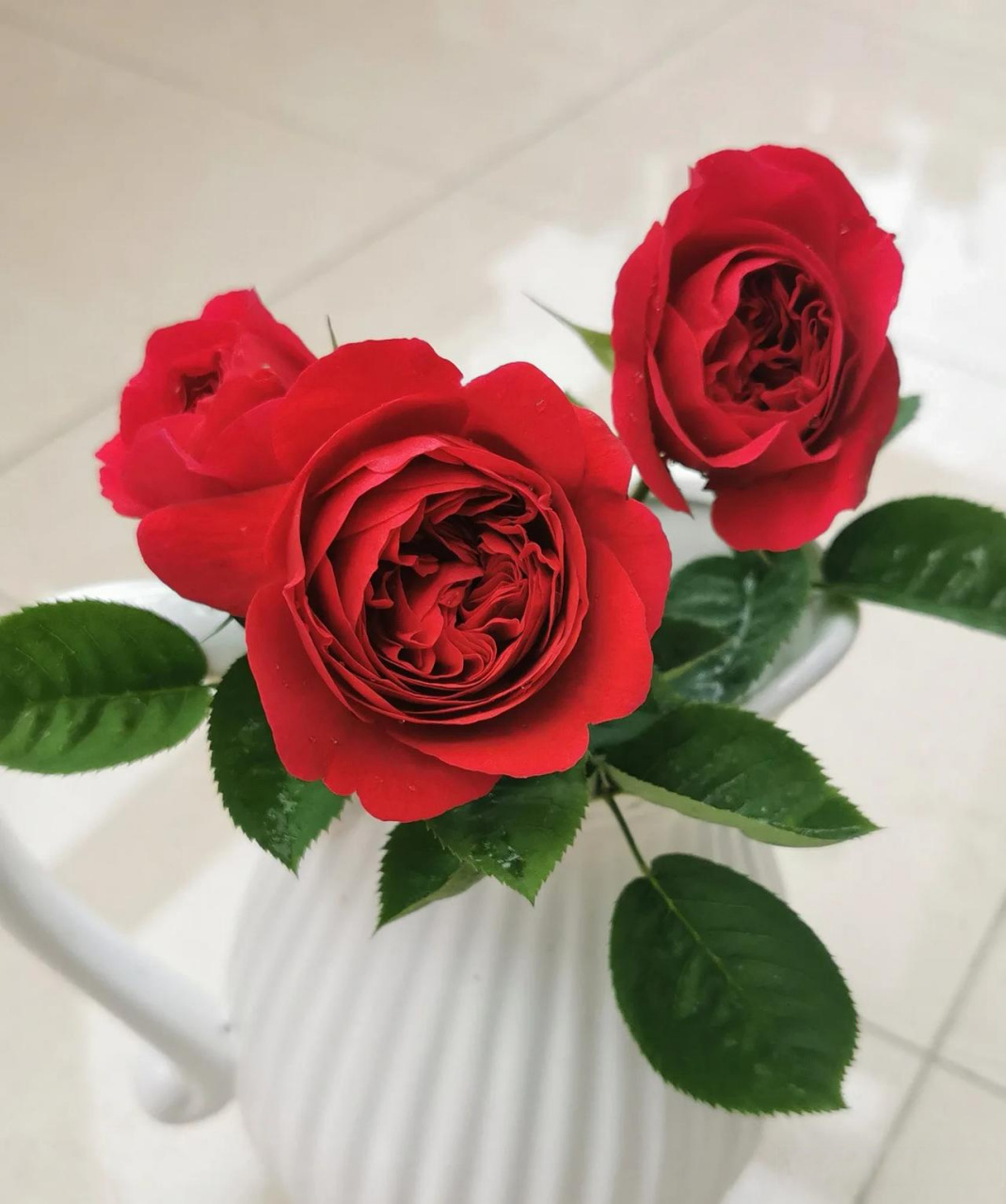准备淘汰的几个月季品种:1,慷慨的园丁,这是一款奥斯汀的藤本月季