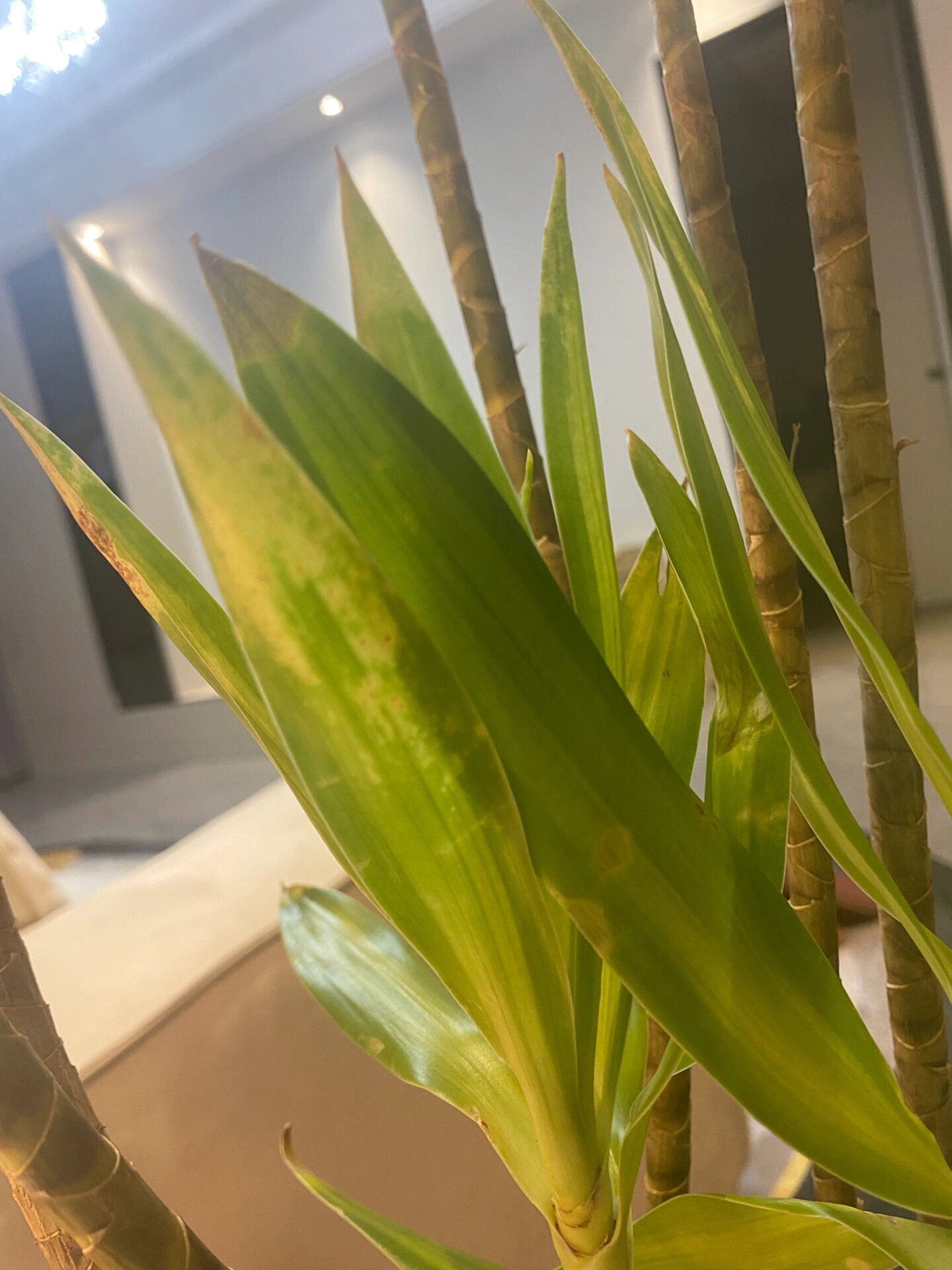 求救百合竹长黄斑