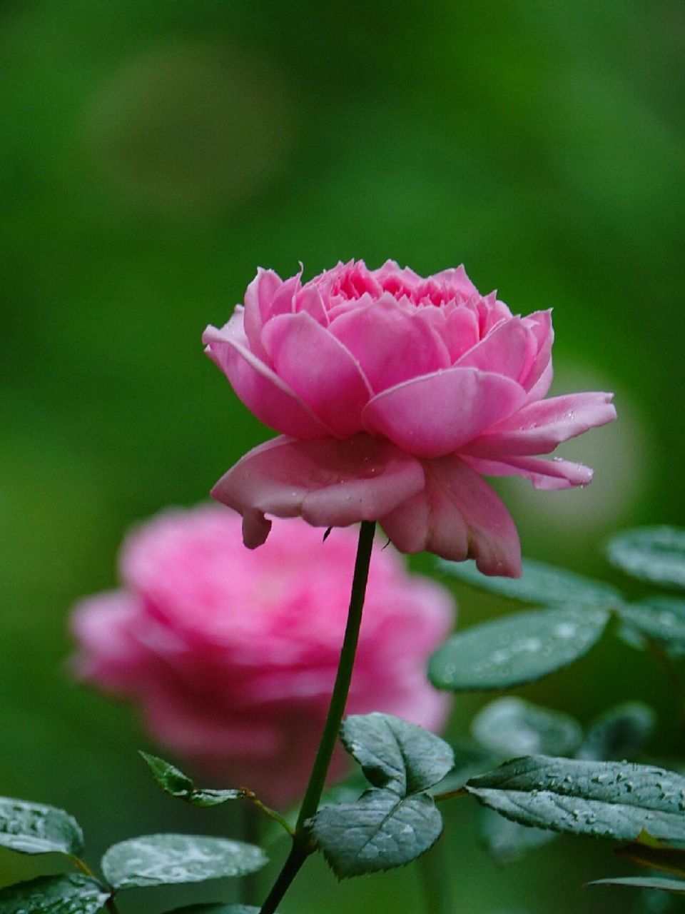 雨天的月季花 远看像那水中红莲 近赏雨中花朵妙曼 连续的下雨天对花