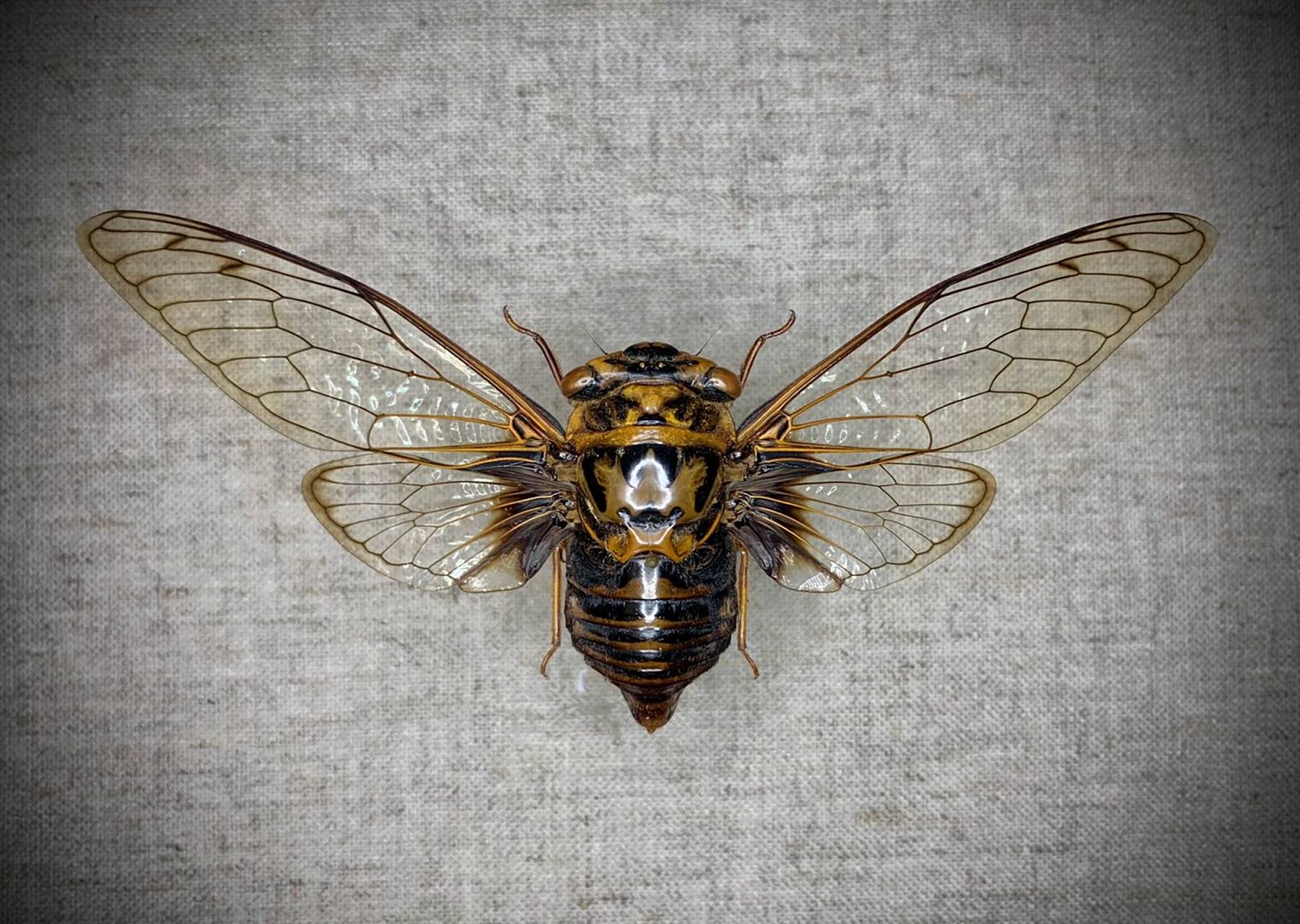 图三为河南产西部型小黑日宁蝉～[害羞]#昆虫# #标本# #昆虫标本# #蝉