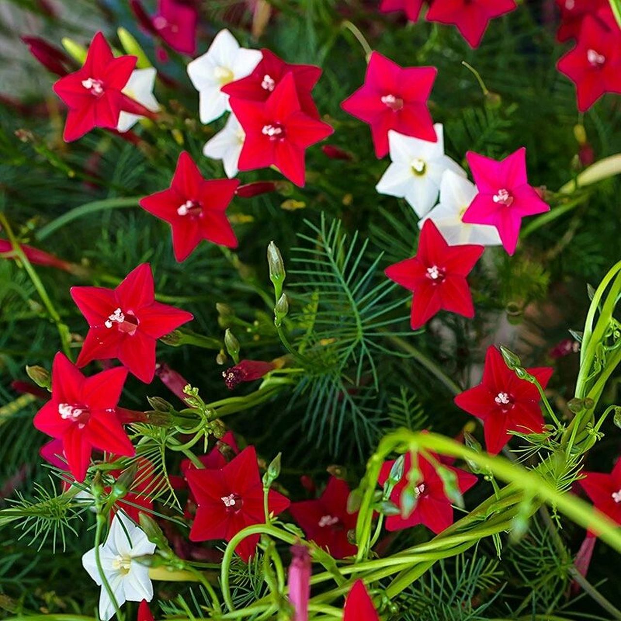 花境植物第169弹——羽叶茑萝 羽叶茑萝是旋花科一年生缠绕草本植物.