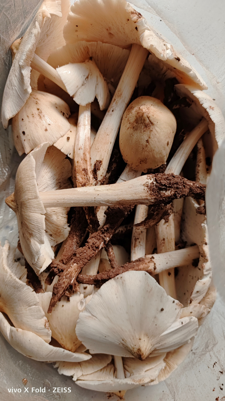 白蚁巢穴上的极品山珍:鸡枞菌,朋友送的,一百多一斤[舔屏]