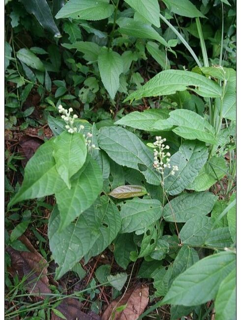 岭南草药布渣叶 岭南草药布渣叶,相传乃是可以解迷药的药草,布渣叶