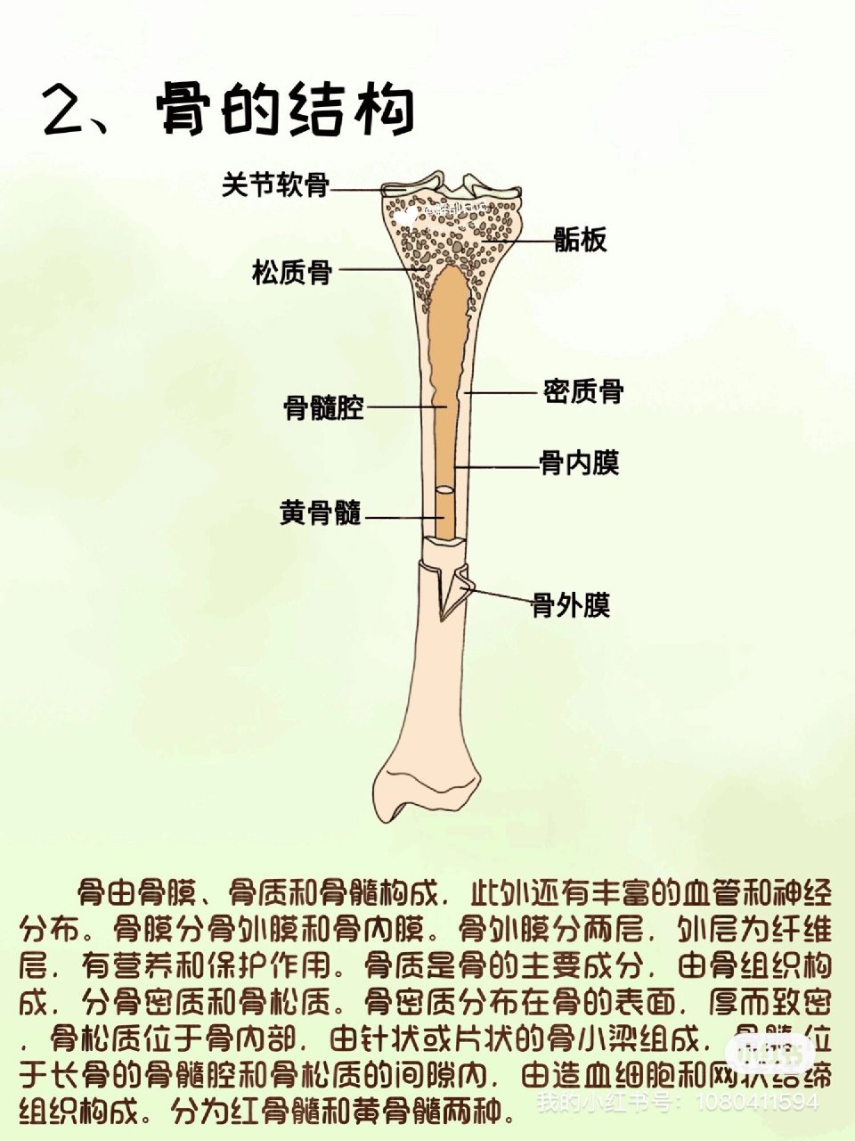 器官解剖之骨🦴 简介:骨主要由骨组织构成,成人有206块骨